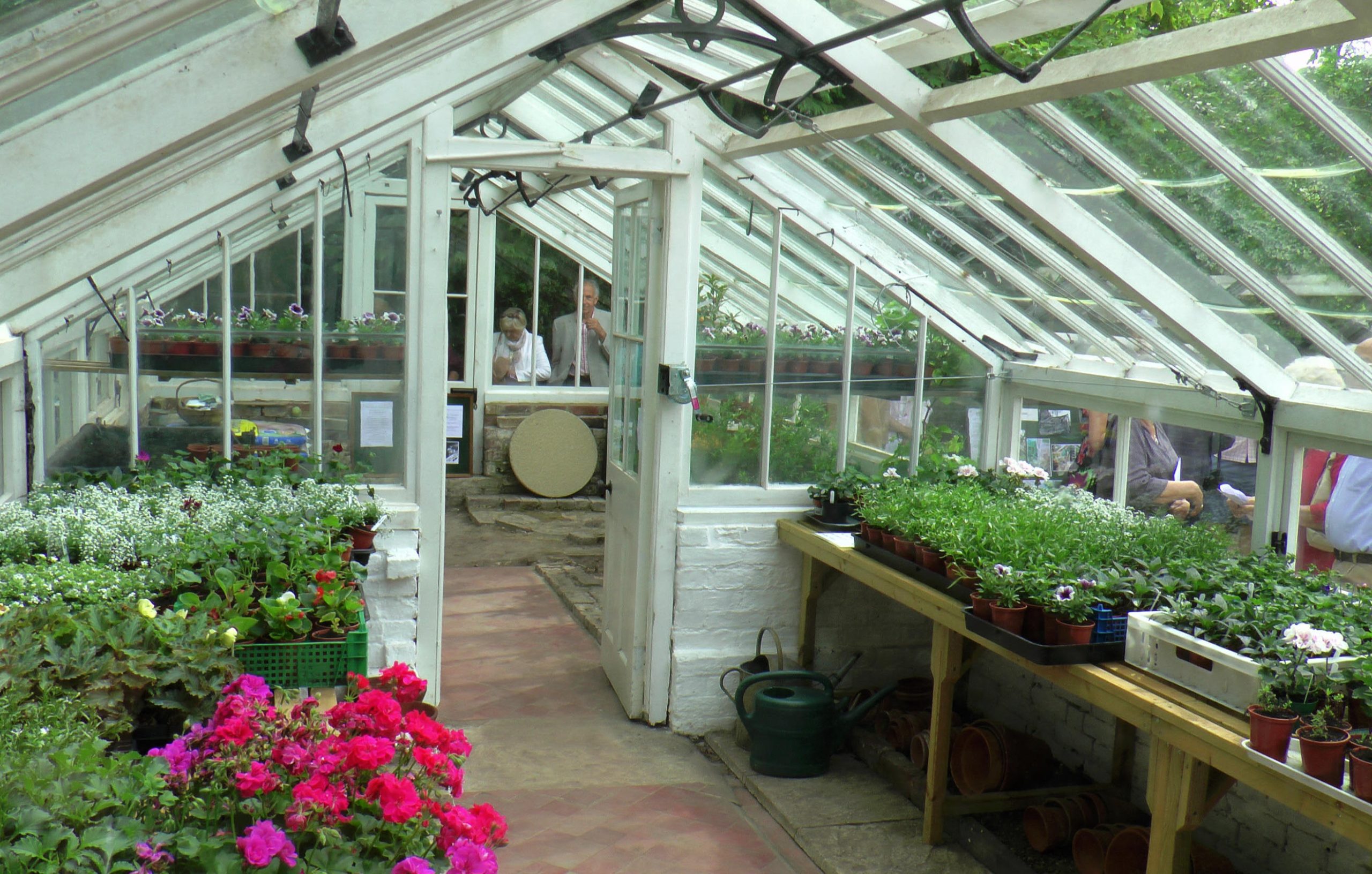 Bedding plants on benches in the glasshouse