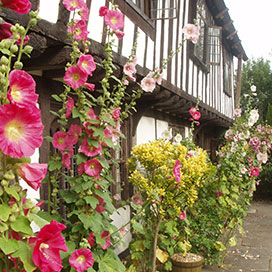 Hollyhocks in front of St Mary's House - click to link to visit the web page about the House